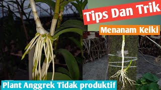 Tips Dan Trik Menanam Keiki Dan Plant Anggrek Yang Sudah Tidak Produktif Lagi