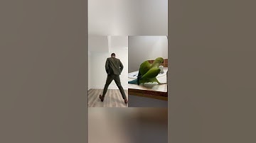 Just wingin’ it 🕺🏻🦜 #funny #dance #birds #trend