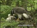 オオタカ　Northern Goshawk