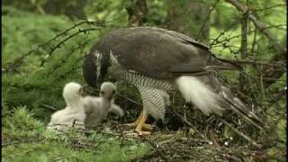 オオタカ　Northern Goshawk