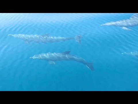 Dubai Dolphin Survey 2021 – 2022
