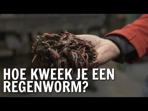 Video: Hoe De Regenworm Ademt