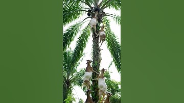 Goats That Climb Like Monkeys 🐐🙈Palm Tree Goats – Nature’s Daredevils #new #ai #wildlife #funny