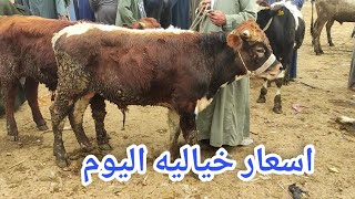 ارتفاع جديد لاسعار العجول البقري القنية ( سوق دمنهور العمومي الدولي 11/ 3/ 2023