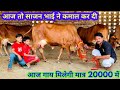 10 से 17 लीटर दूध वाली 9 गाय बिकाऊ। 9 sahiwal cows for sale at Shri balaji Dairy Farm.