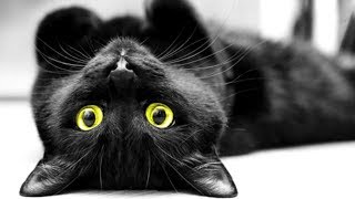 Cute Black Cat Meow