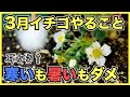 【家庭菜園のイチゴ】3月にやるべきこと5月に収穫するための温度管理と注意点【追肥, 人工授粉】