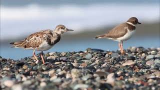 Singing 29 species of birds at once - Птицы, пение сразу 29 видов птиц в течение более 1 часа. by Revolt Space 137 views 1 year ago 1 hour, 9 minutes