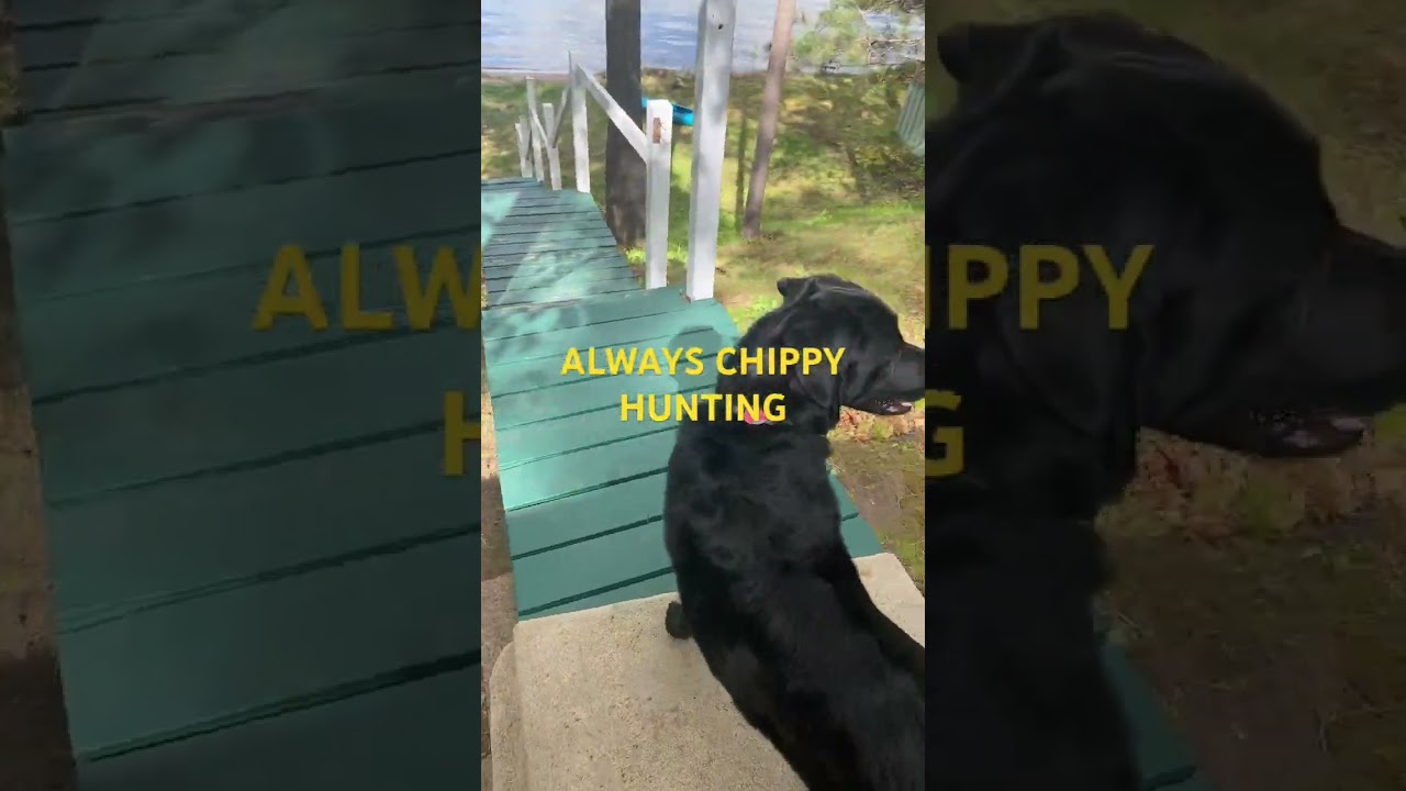 A girl and her dog that’s you boy 