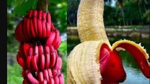 ¿Qué significa el color rojo dentro de un plátano?