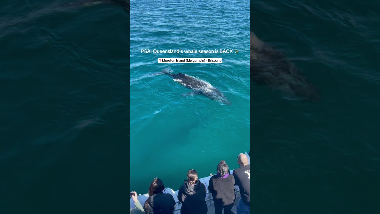 PSA: Queensland's whale watching season is BACK!