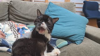 【悲報】もんたを起こしたら反撃されました