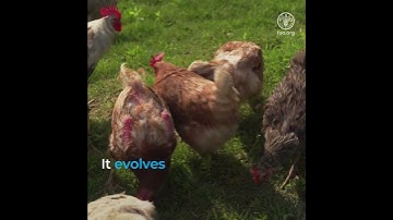 Four reasons why avian influenza should be on your radar