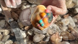 Giant sea snail can't handle too many pearls in its body