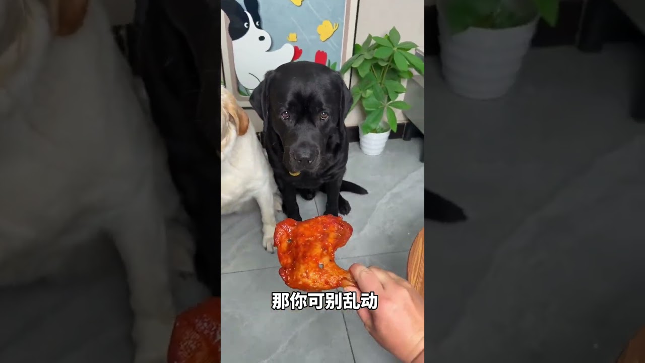 Dog: i am not fool man, but you are such an evil and its not good,There is a stupid dog at home Cute