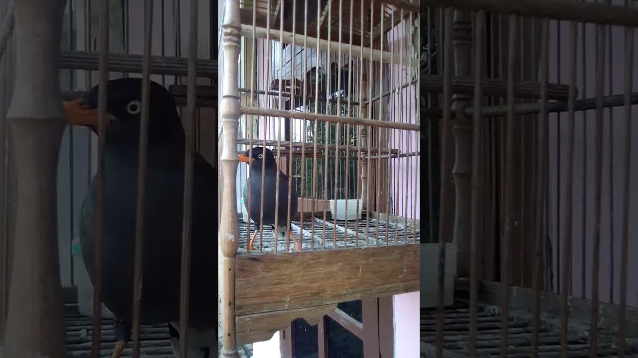 Suara burung jalak sungu 