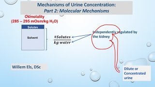 Mechanisms of Urine Concentration: Part 2: Molecular Aspects