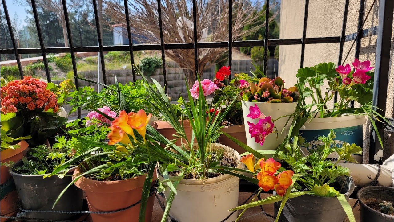 FREZYA BAKIMI BALKONUMDAKİ ÇİÇEKLER