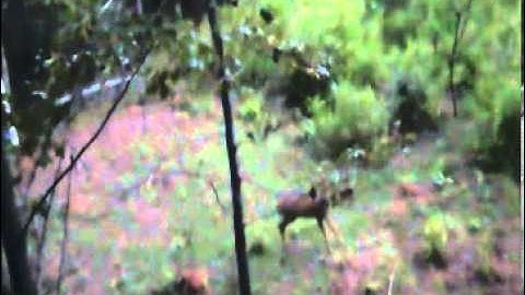 bow kill with SWACKER!