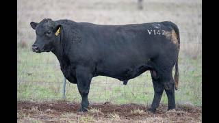 LOT 52   RSP24V142