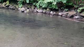 Salmónes en samish River Washington