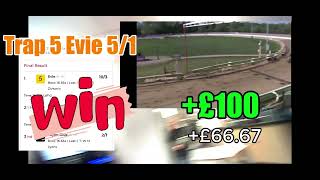 Value Betting On Greyhounds In The Bookies