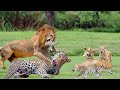 Angry Lion kills Leopard's family to avenge Lion cub killed by Leopard mother