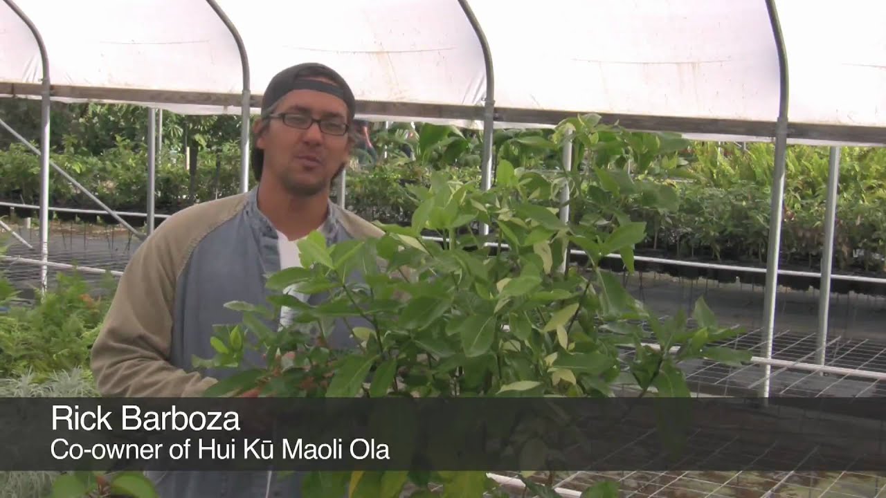 Five Easy Native Hawaiian Landscaping Plants Youtube