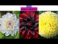 Dahlia Varieties A to Z