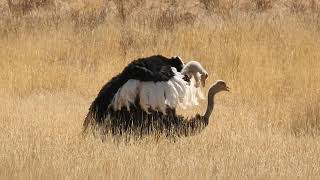 Ostrich&#39;s Mating Ritual, Kgalagadi Transfrontier Park