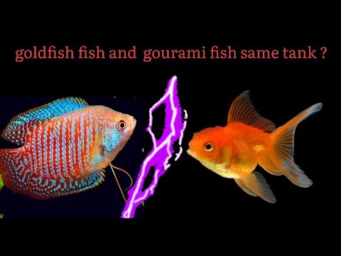 Video: Vai gourami var dzīvot kopā ar zelta zivtiņu?