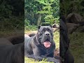 Cane Corso Puppies Sale Direct Import Puppies Top Lineage Italy Karnataka Dogs Cane Corso Puppies Sale Direct Import Puppies Top Lineage Italy Karnataka Dogs