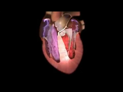 როგორ მუშაობს ადამიანის გული rogor mushaobs adamianis guli