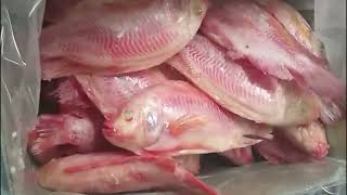 Frozen Fresh Whole Round Red Tilapia Fish