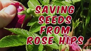 How To Save Rose Seeds From Rose Hips