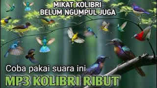 suara Pikat burung Kecil super tajem MP3 KONIN GK main main