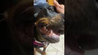 Rottweiler with nail polish! Done by 4 y.o little girl | kids and Rottweiler