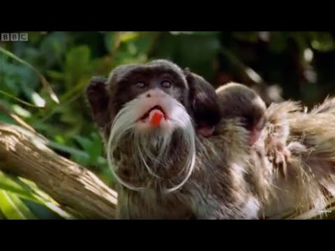 Video: Monkey emperor tamarin: sifa za spishi, makazi, lishe