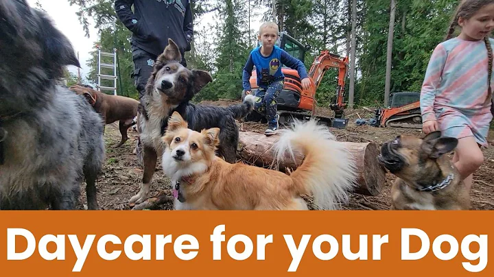 🐶🎁🐩🎄Daycare for your dog 🐶🎁🐩🎄  Keep your dog busy while you are away or entertained while you cuddle