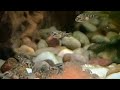 🐠 Завтрак у малёчков) 🕵️