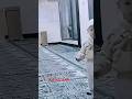 Penampakan Didalam Masjid Creepy Hantu Kuntilanak Pocong Kuyang Paranormalactivity Penampakan
