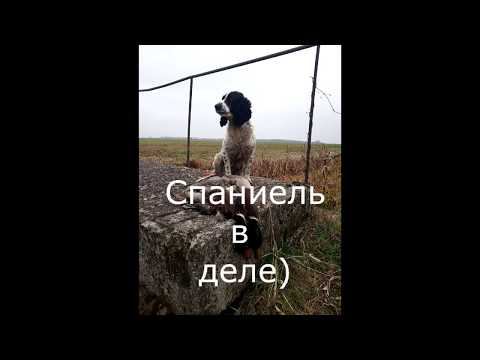 Классическая охота со спаниелем на утку. Спаниель в деле.