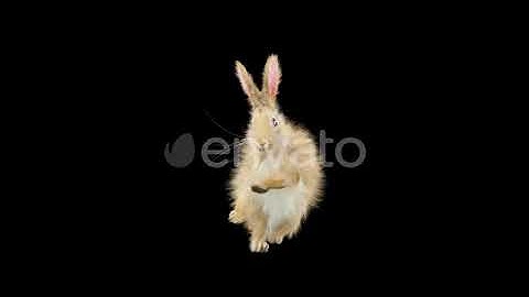 Rabbit Dancing 4K | Motion Graphics - Envato elements