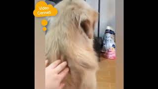 Awesome Funny Animals' Life Videos - Funniest Pets 😇