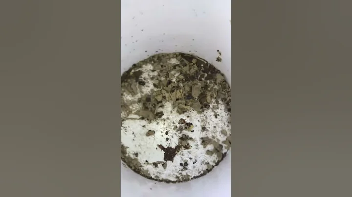 Look whats inside a mud daubers wasp nest. Tons of...