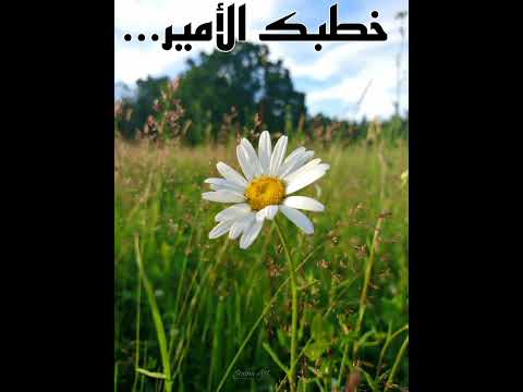 خطوبة الأمير 1