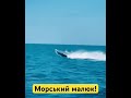 Морський малюк, або Sea Baby розсікає у Чорному морі 💙💛 #shorts