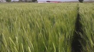 Burakbey Arpa Çeşi̇di̇- Barley Variety Burakbey 