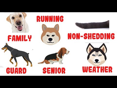 वीडियो: चुनने के लिए सबसे अच्छा कुत्ता कौन सा है