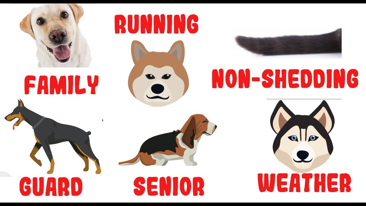 how to tell what dog breed you have